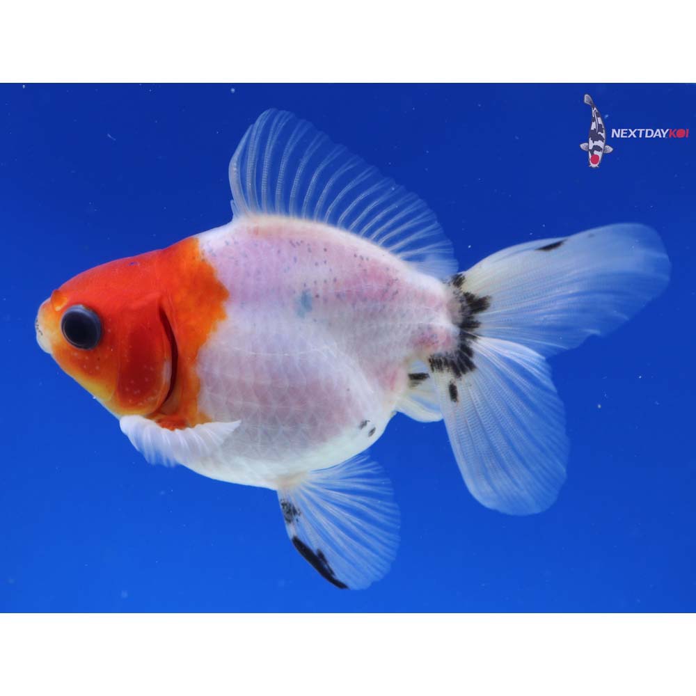 4” Imported Male Calico Ryukin