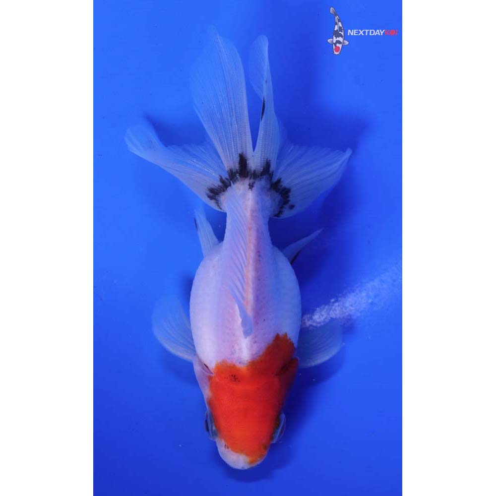 4” Imported Male Calico Ryukin