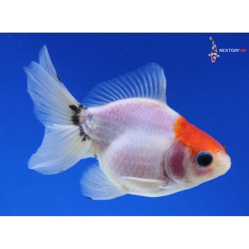 4” Imported Male Calico Ryukin