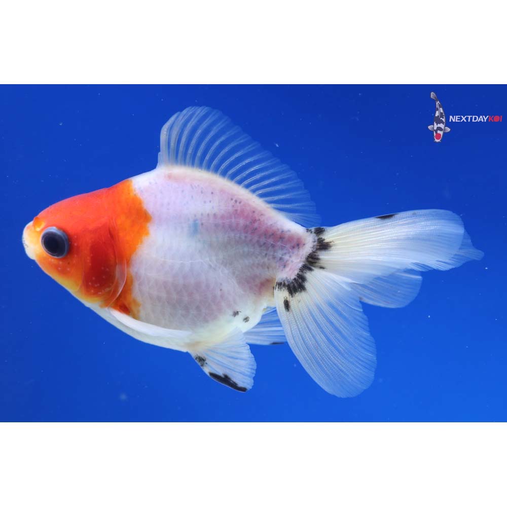 4” Imported Male Calico Ryukin