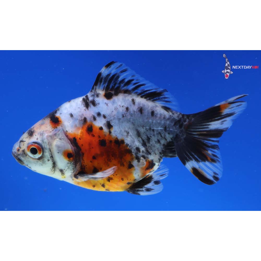 4” Imported Calico Ryukin