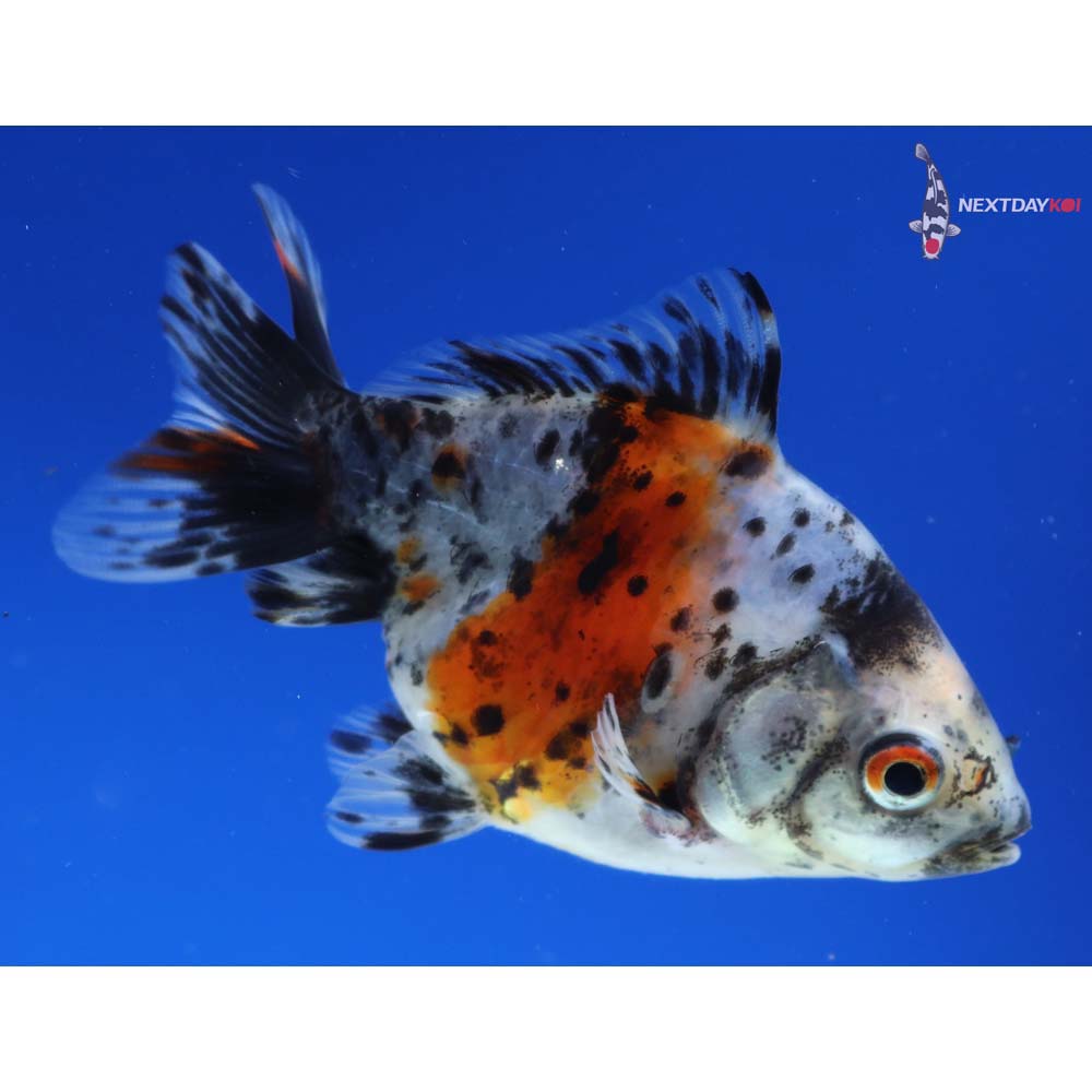 4” Imported Calico Ryukin