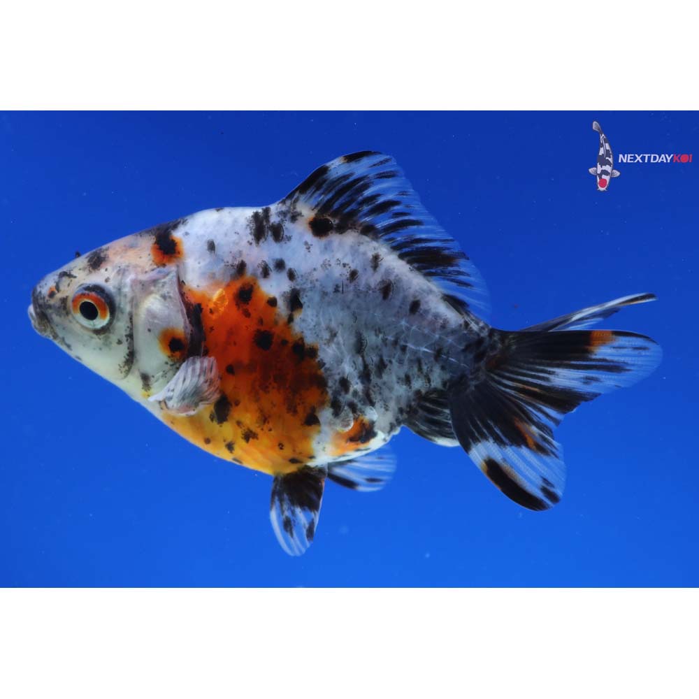 4” Imported Calico Ryukin