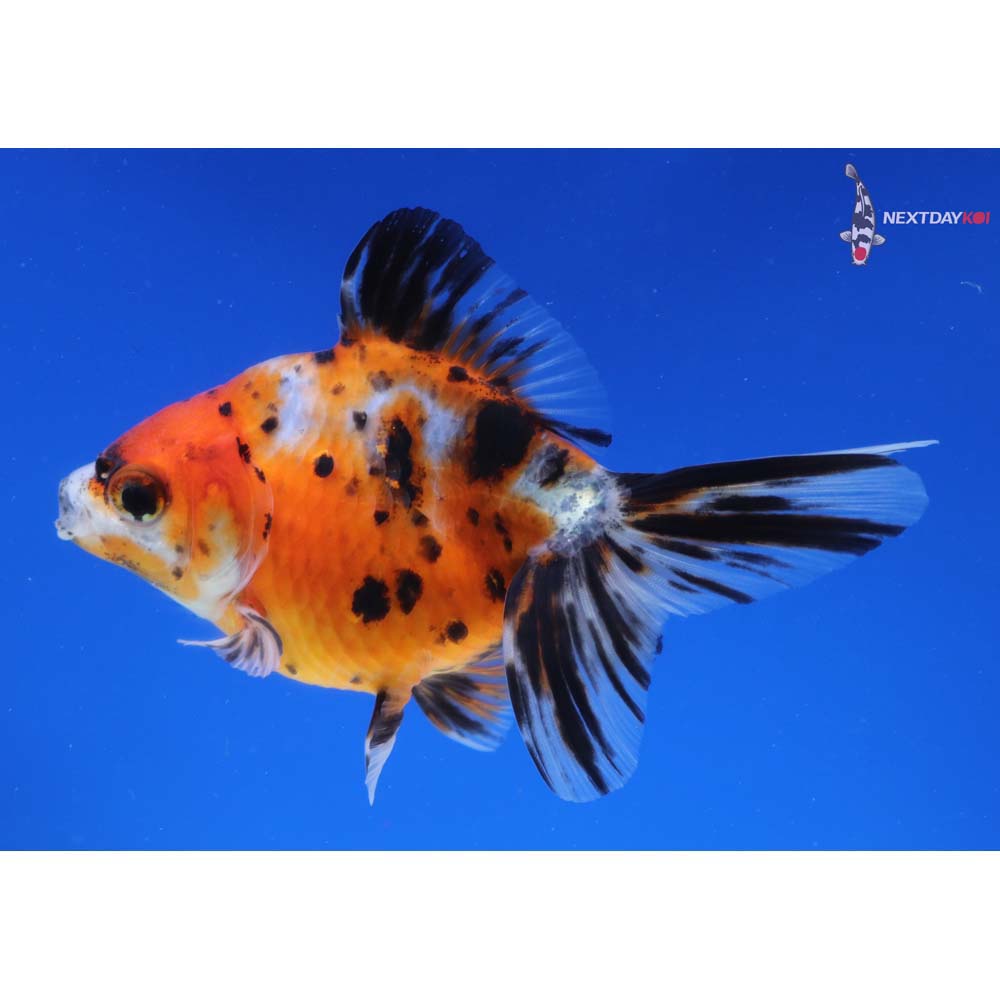 4” Imported Calico Ryukin