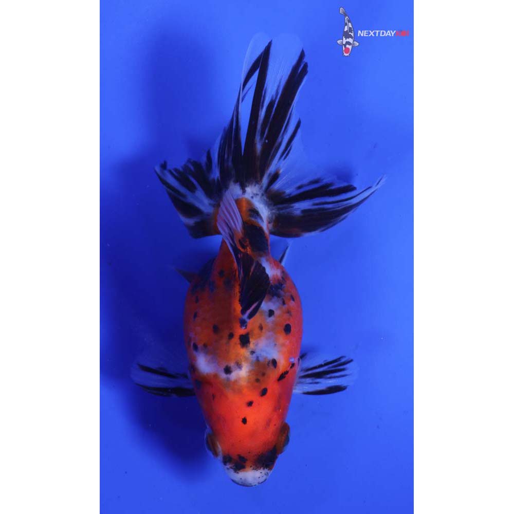 4” Imported Calico Ryukin