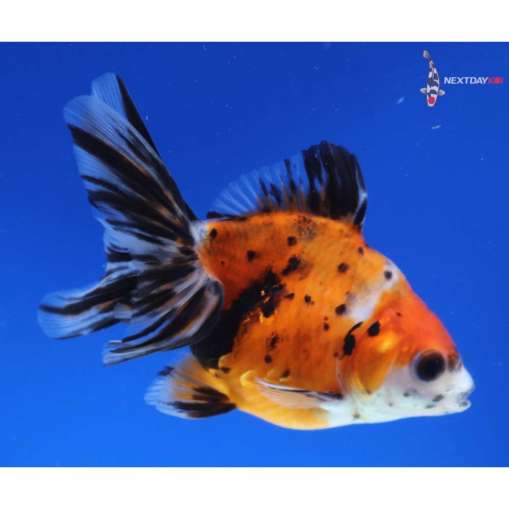 4” Imported Calico Ryukin