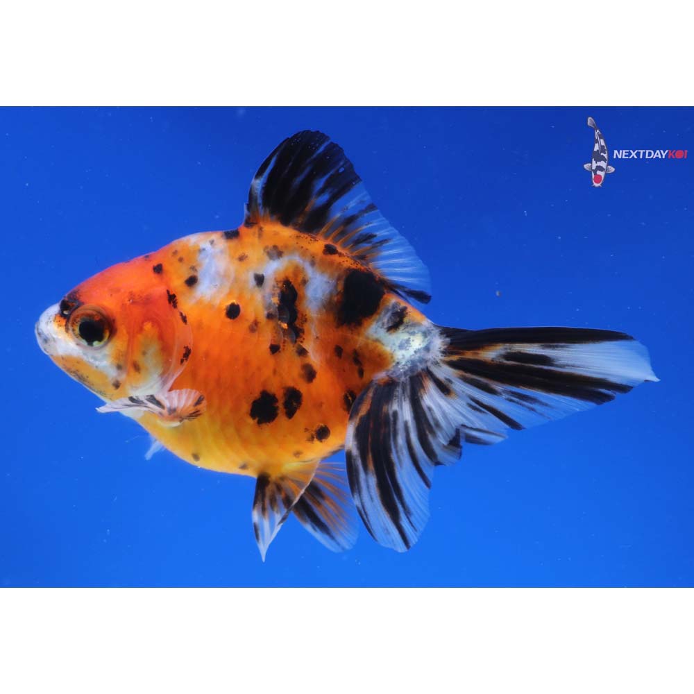 4” Imported Calico Ryukin