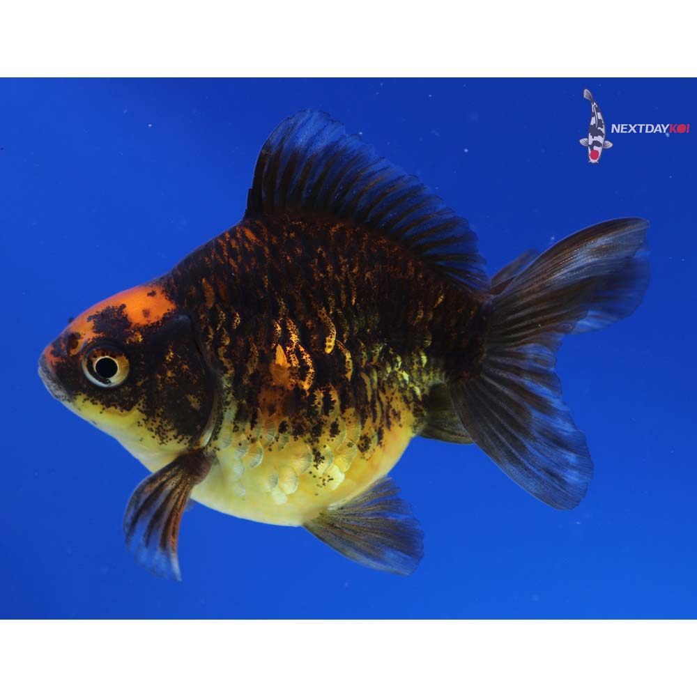 3.5” Imported Calico Ryukin