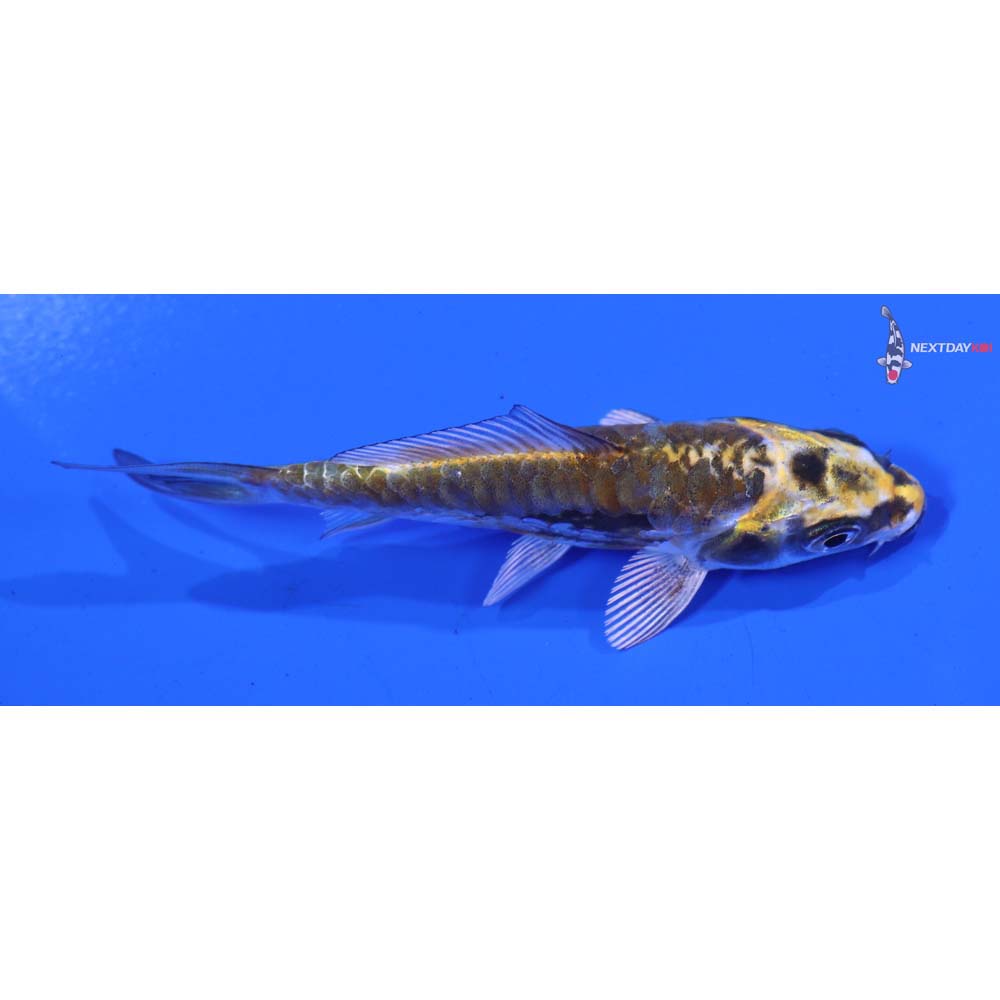 3.5” Imported Kin Kikokuryu