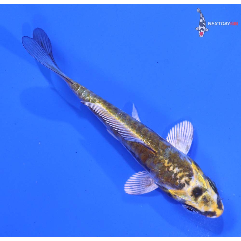 3.5” Imported Kin Kikokuryu