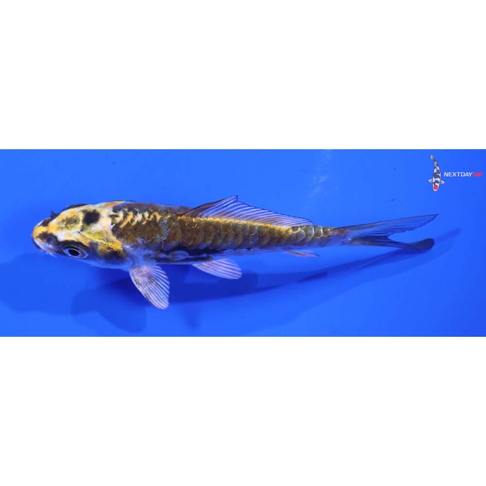 3.5” Imported Kin Kikokuryu