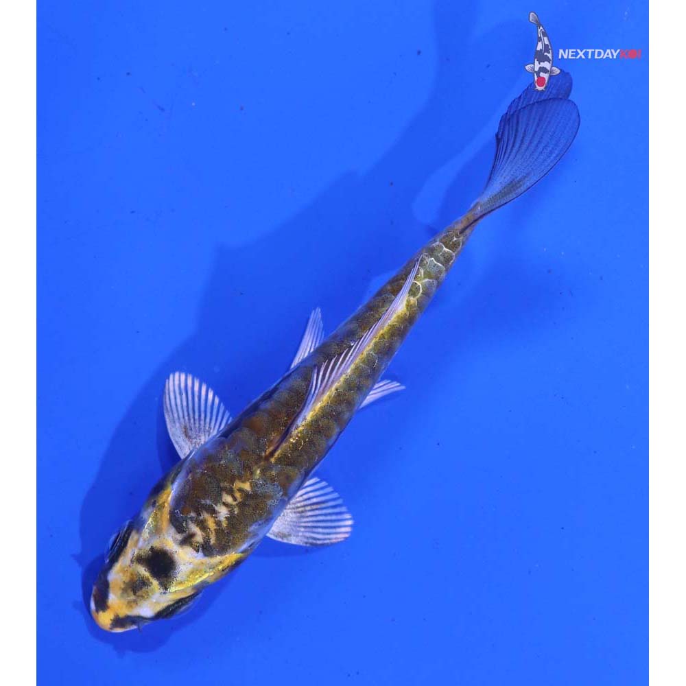3.5” Imported Kin Kikokuryu