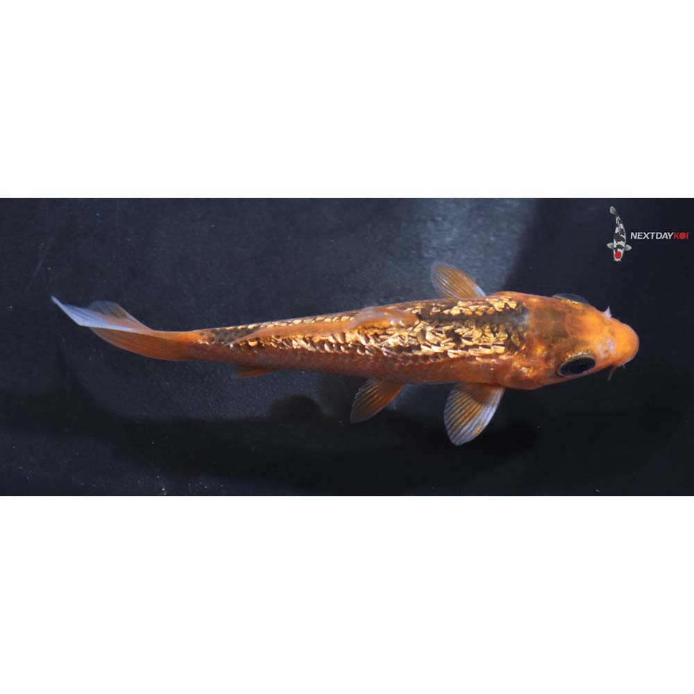 3.5” Imported Gin Rin Asagi