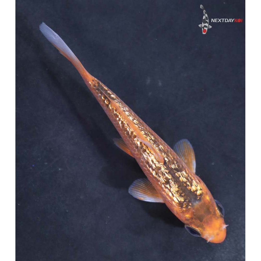 3.5” Imported Gin Rin Asagi