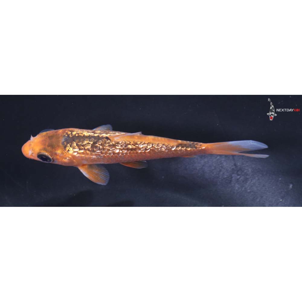 3.5” Imported Gin Rin Asagi