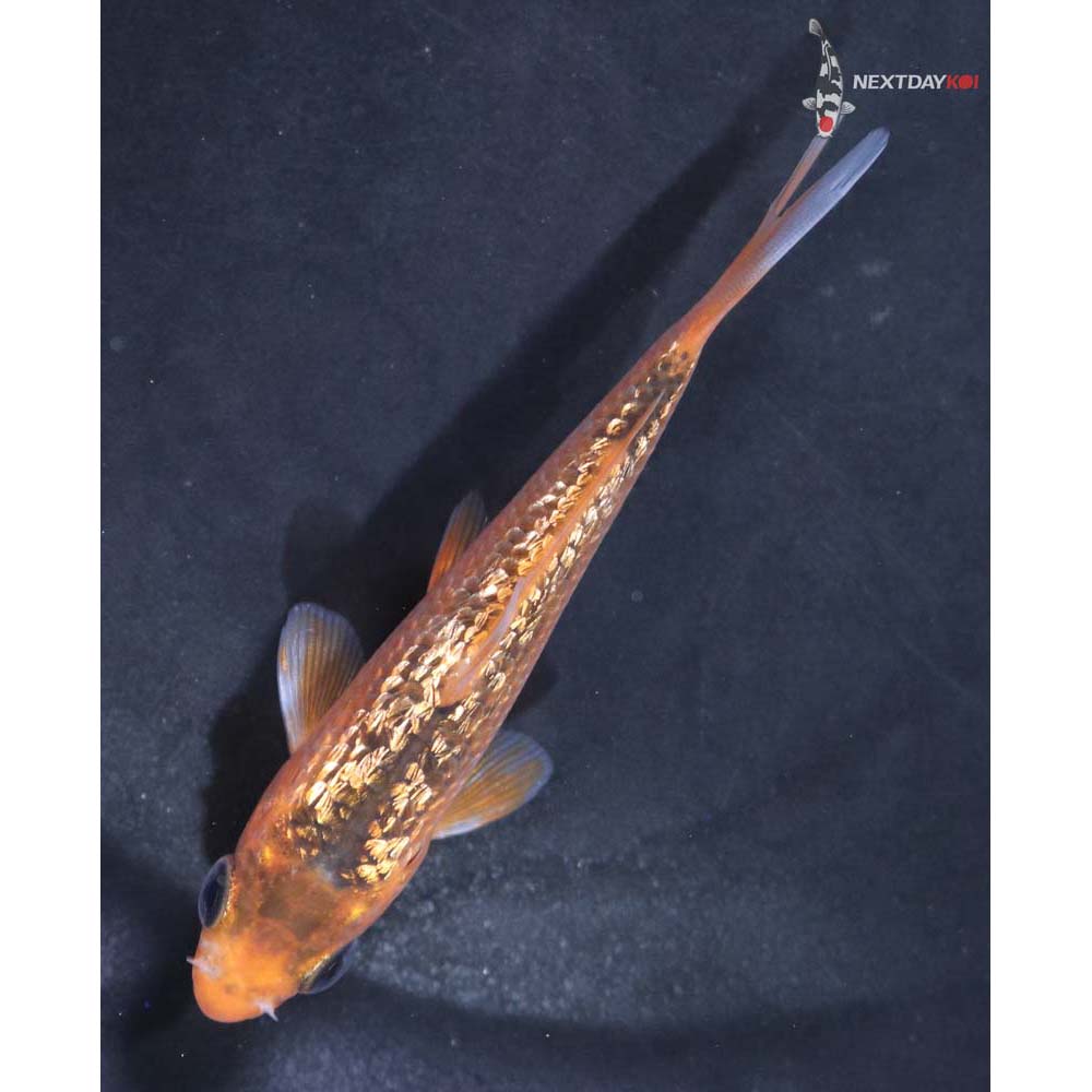 3.5” Imported Gin Rin Asagi