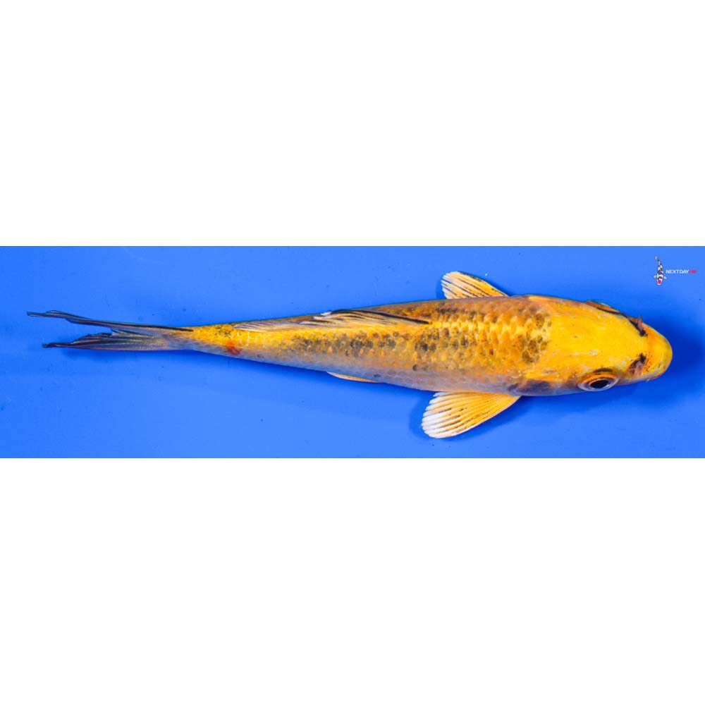 5” Imported Kin Ki Bekko