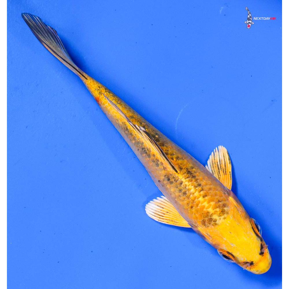 5” Imported Kin Ki Bekko