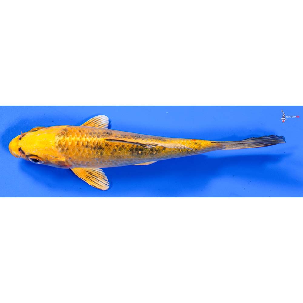 5” Imported Kin Ki Bekko