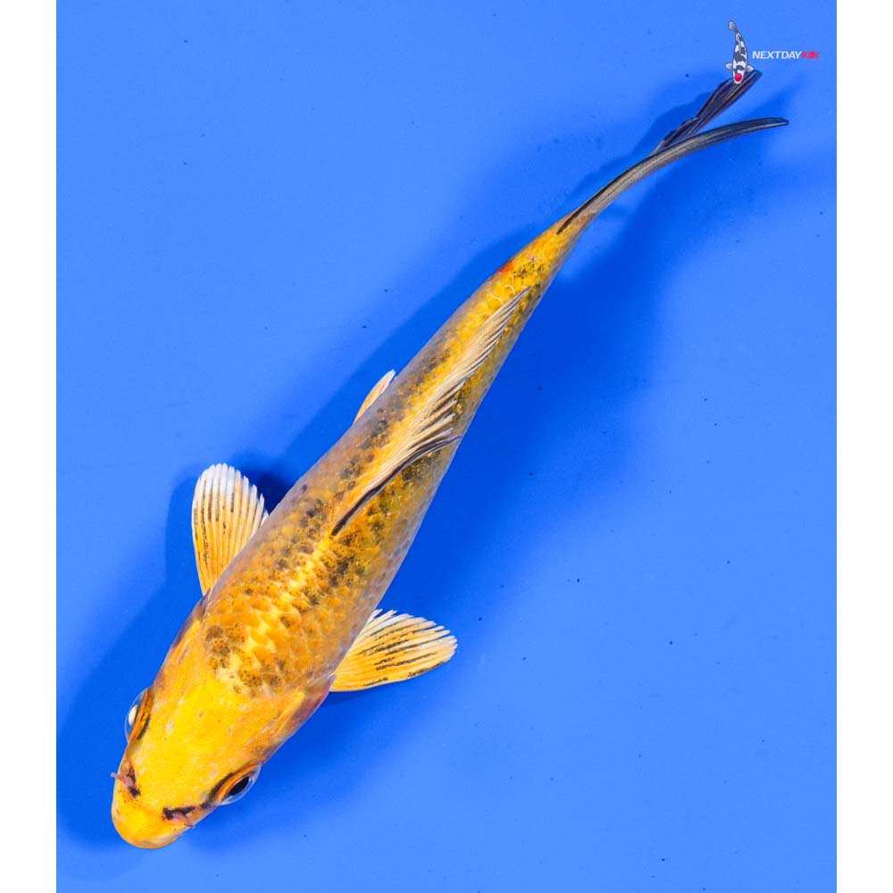 5” Imported Kin Ki Bekko