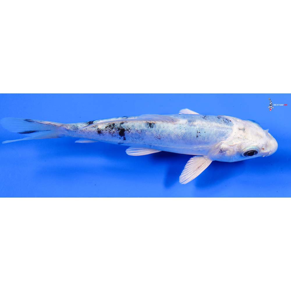 5” Imported Doitsu Gin Shiro Bekko