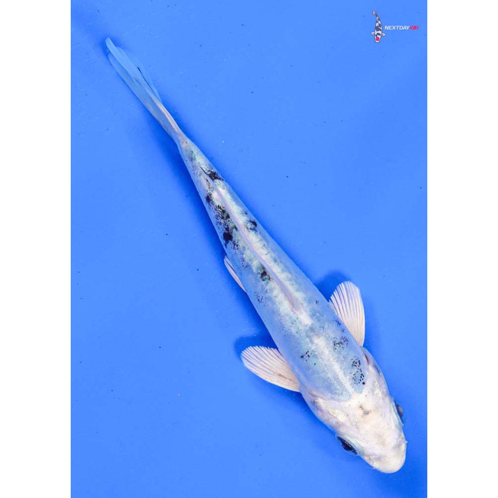 5” Imported Doitsu Gin Shiro Bekko