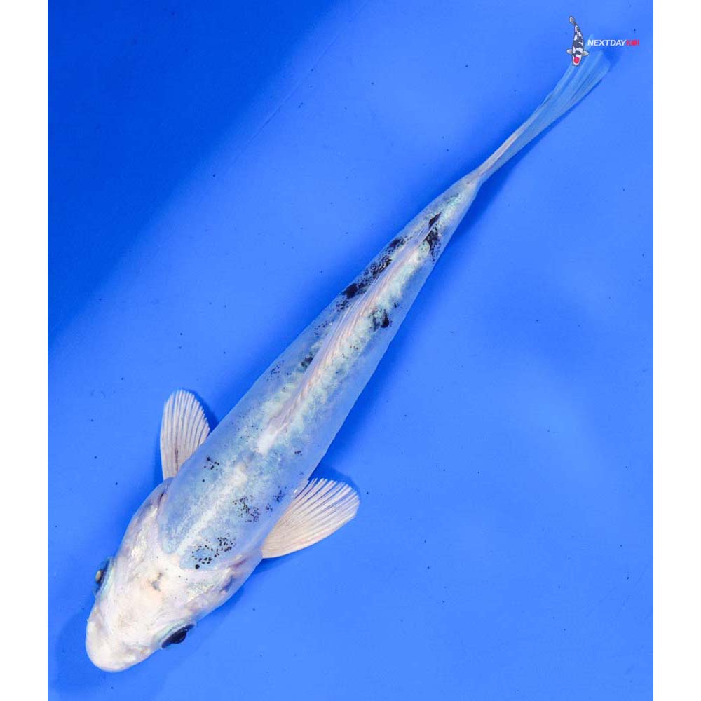 5” Imported Doitsu Gin Shiro Bekko