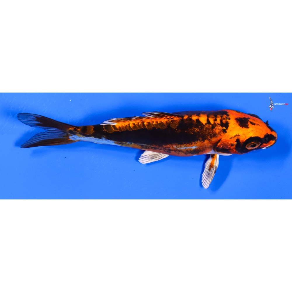 5” Imported Kin Kikokuryu