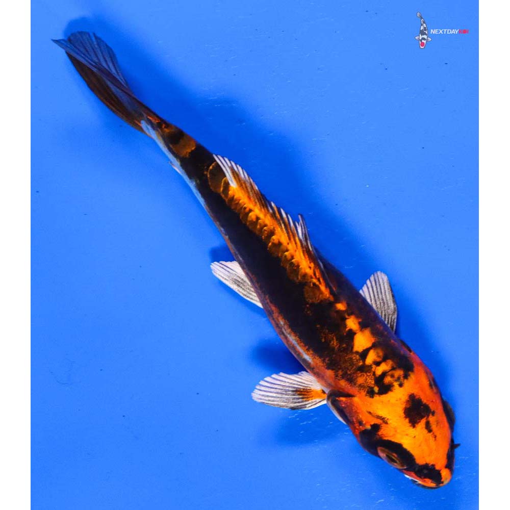 5” Imported Kin Kikokuryu