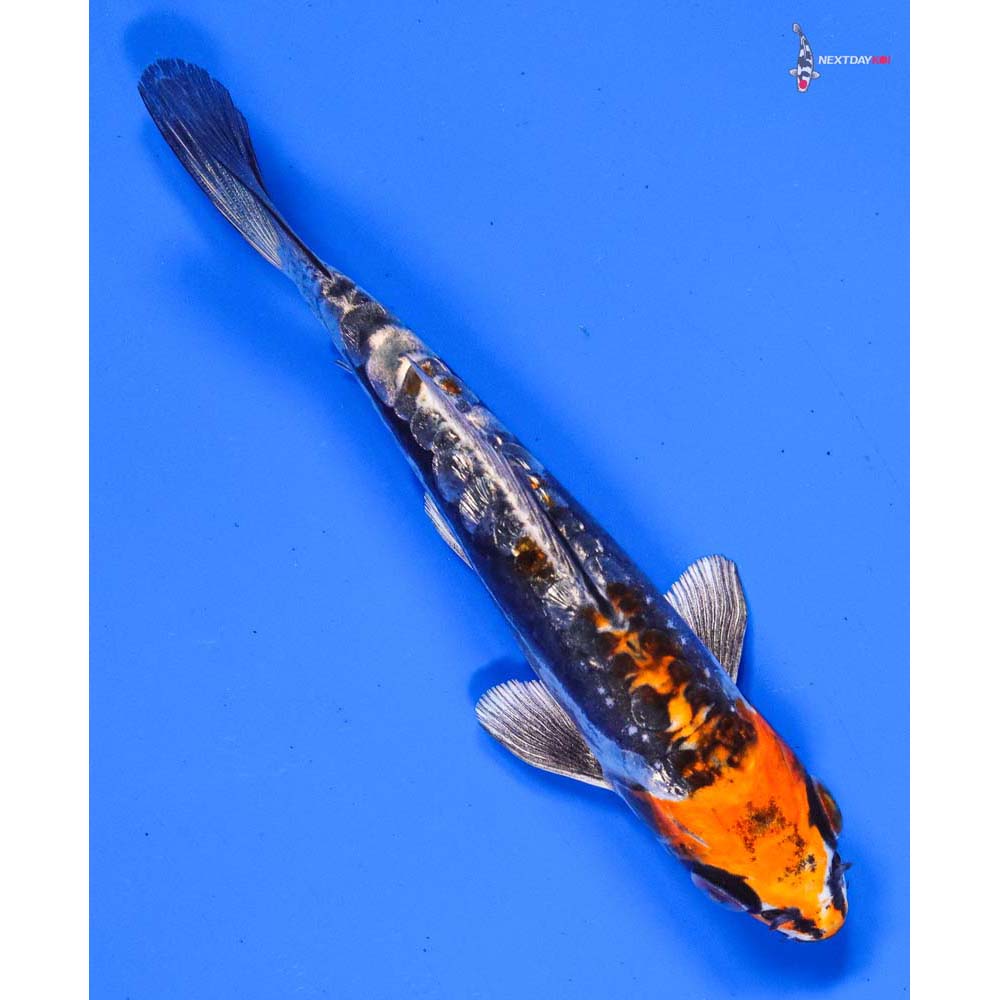 5” Imported Gin Rin Kin Kikokuryu