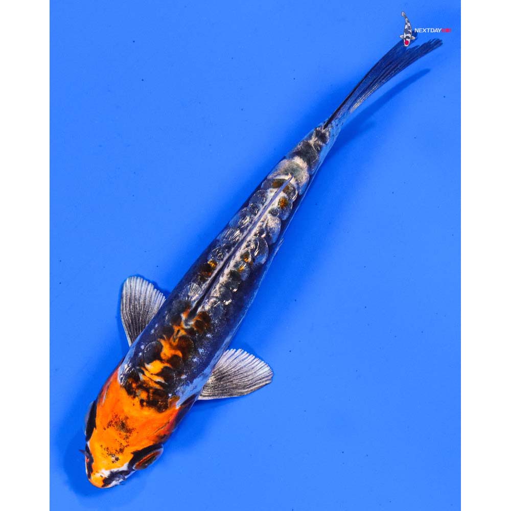 5” Imported Gin Rin Kin Kikokuryu