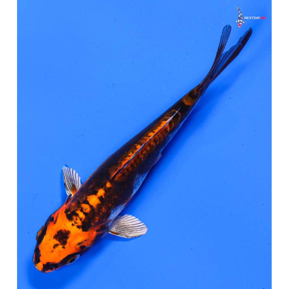 5” Imported Kin Kikokuryu