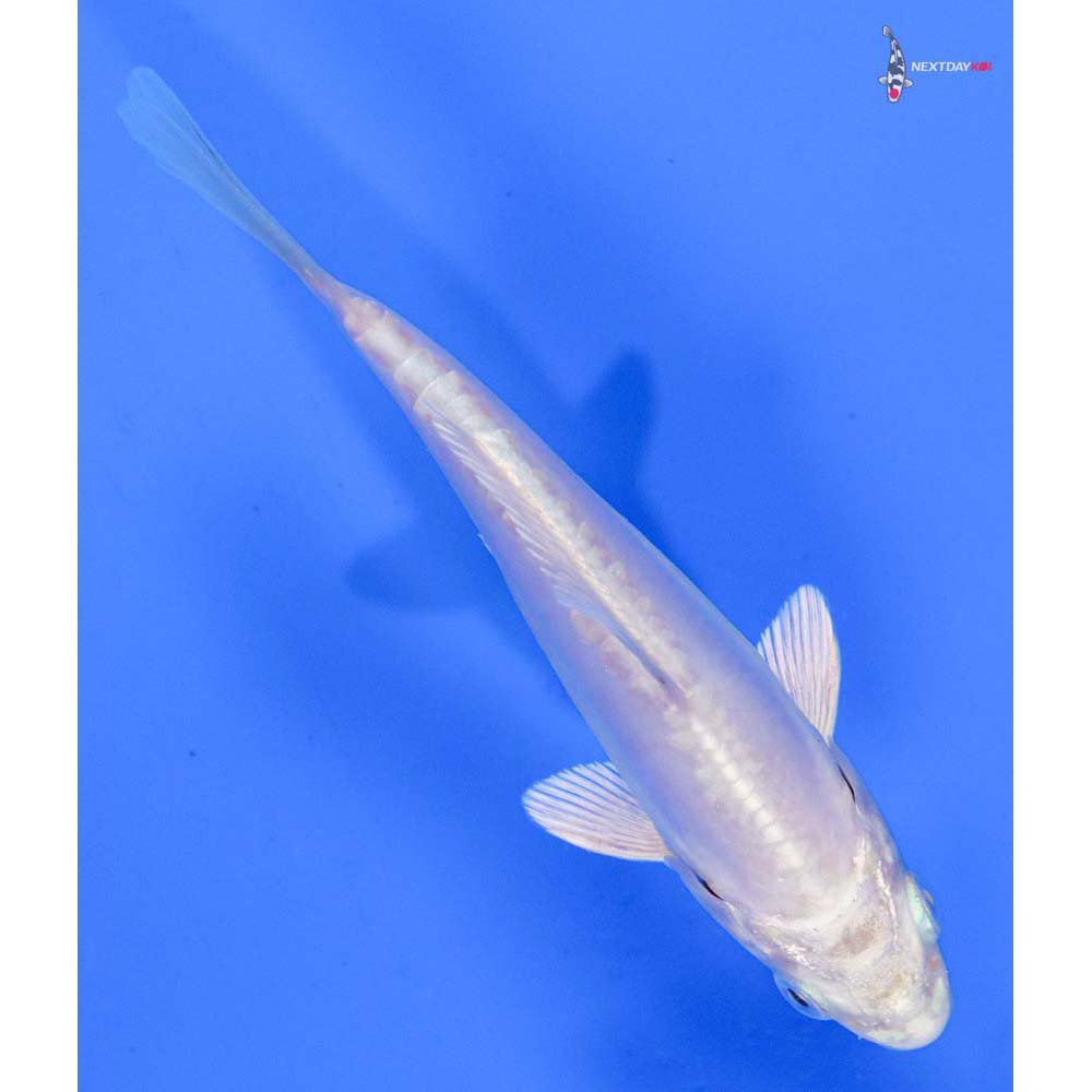 4” Imported Doitsu Platinum Ogon