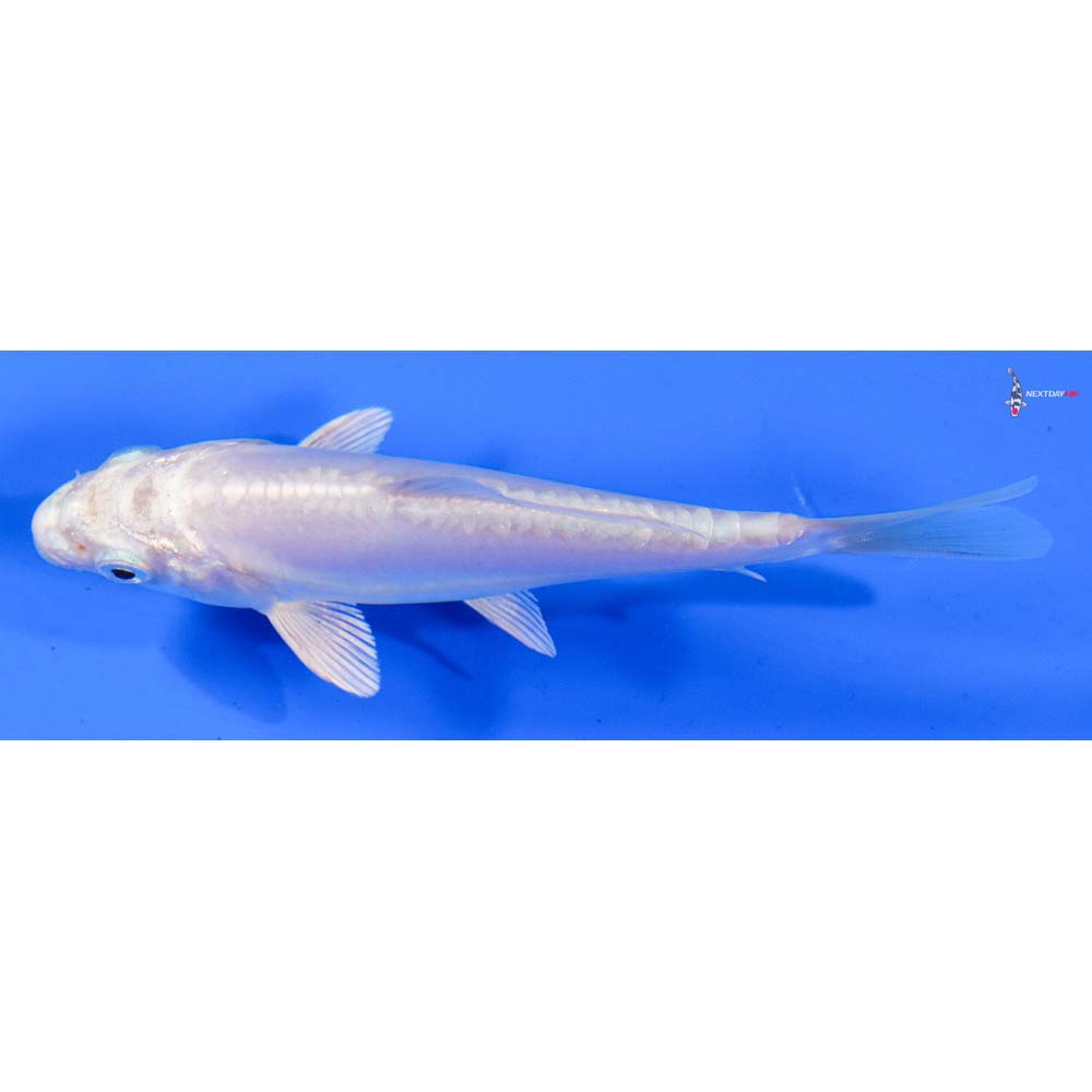 4” Imported Doitsu Platinum Ogon