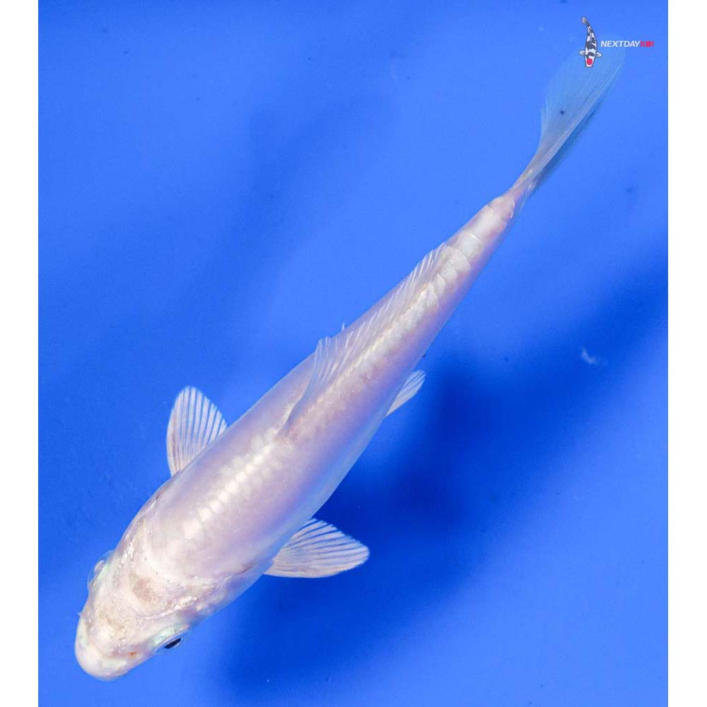 4” Imported Doitsu Platinum Ogon