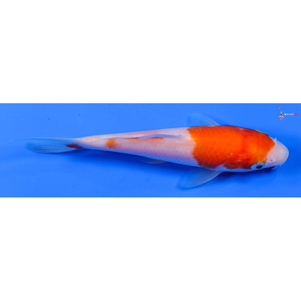 4” Imported Kohaku