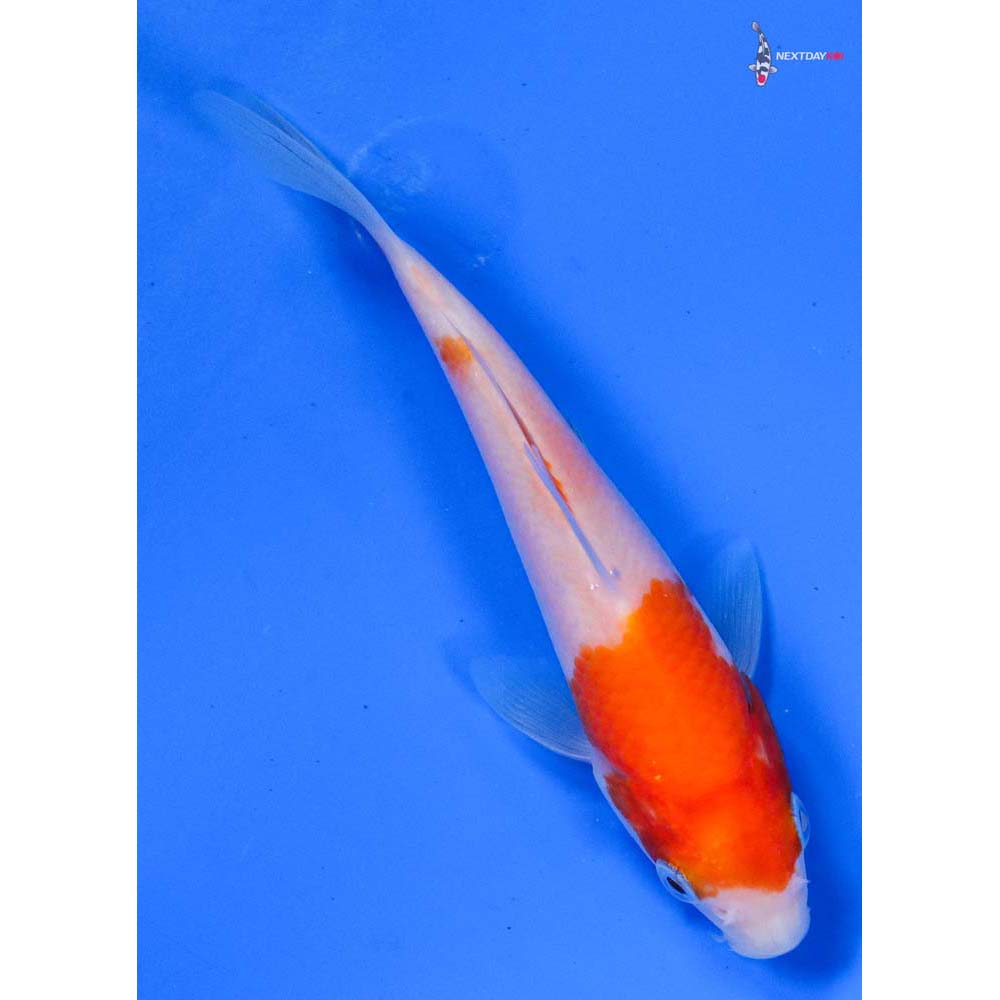 4” Imported Kohaku