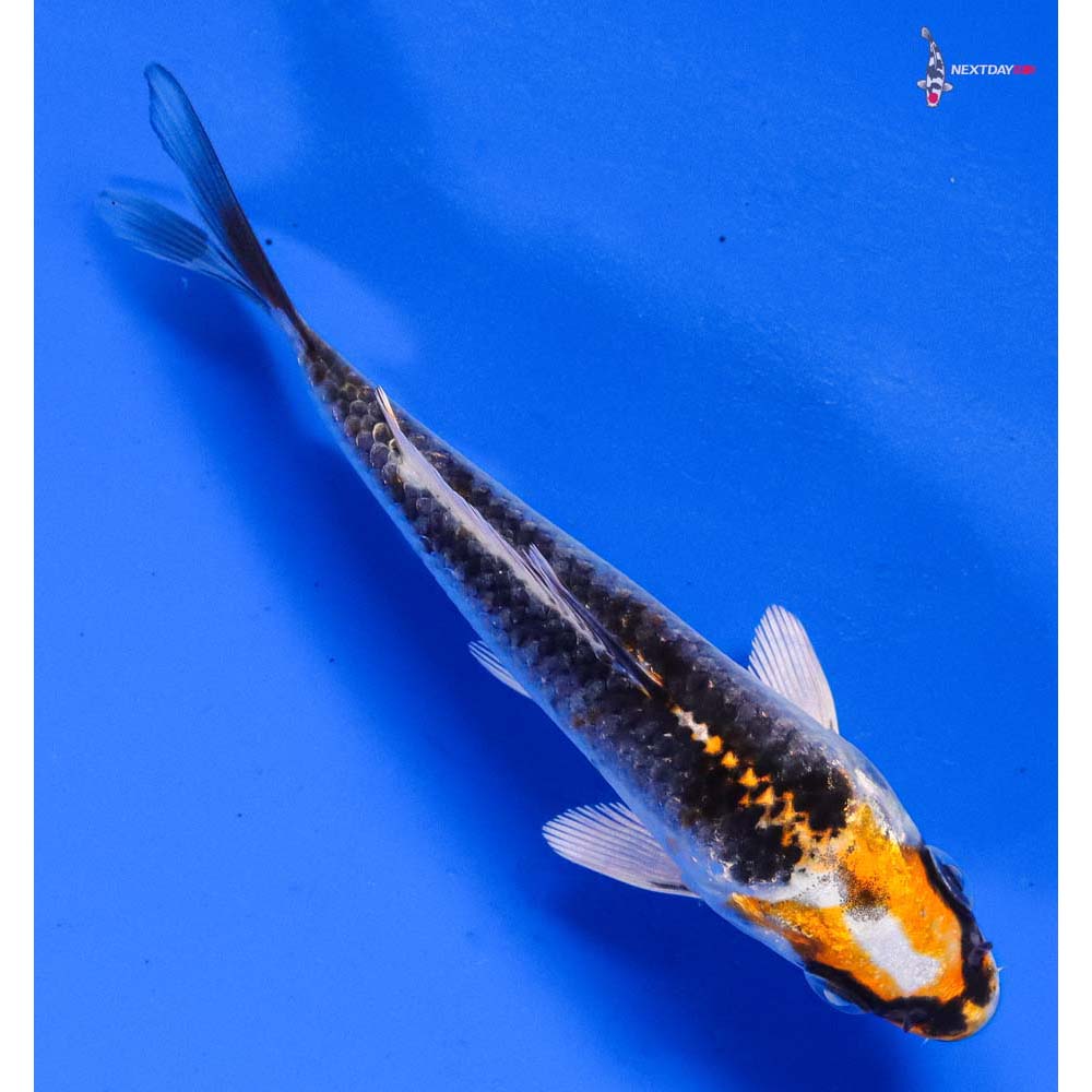 4” Imported Kujaku