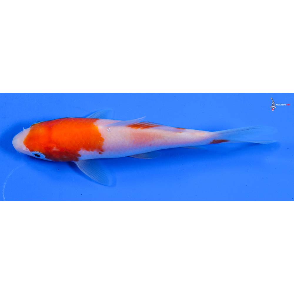 4” Imported Kohaku