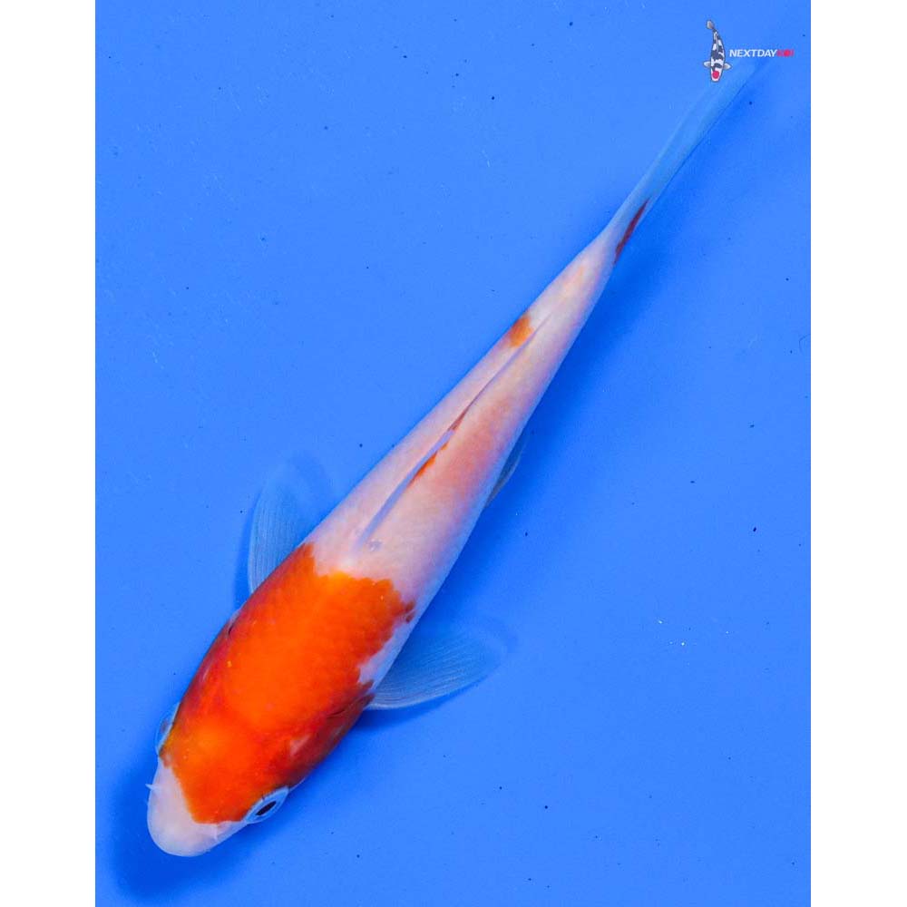 4” Imported Kohaku