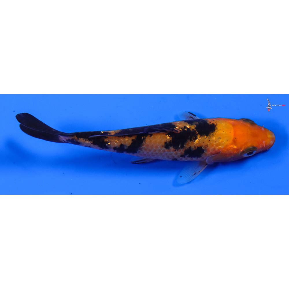 4” Imported Aka Bekko