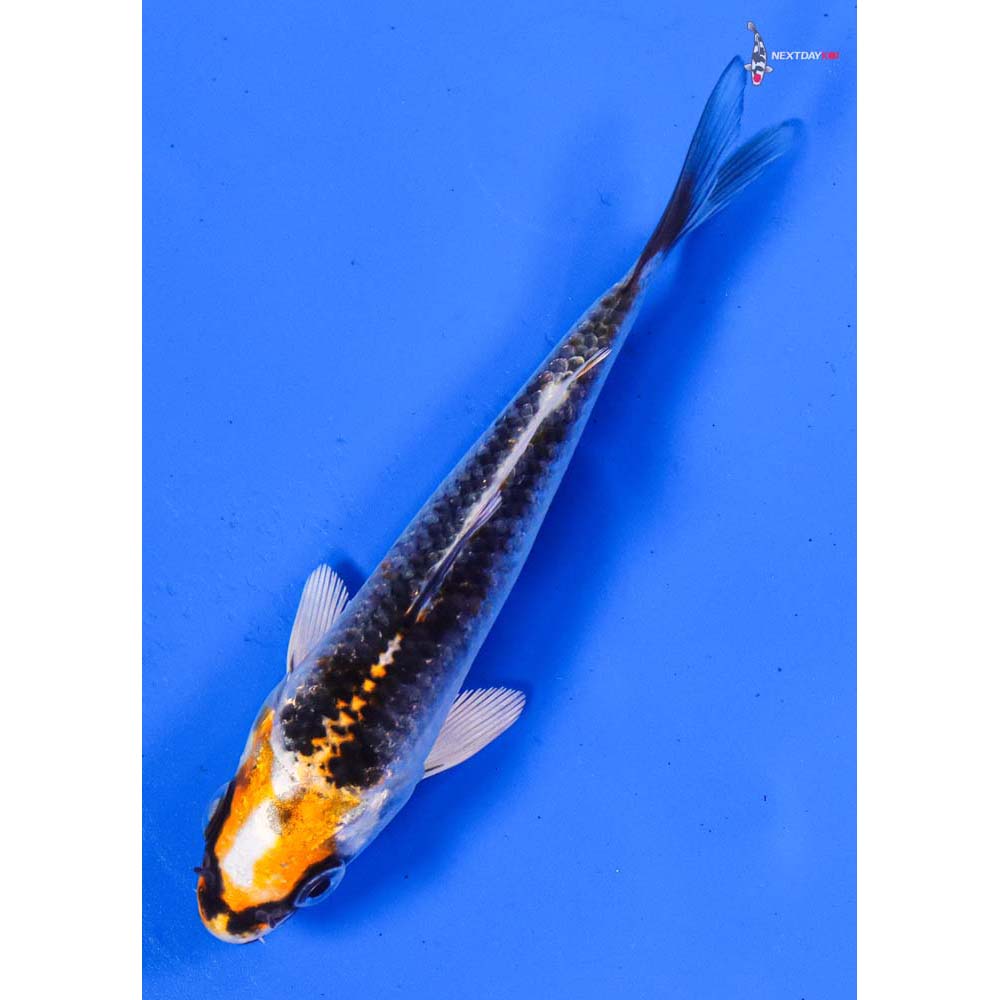 4” Imported Kujaku