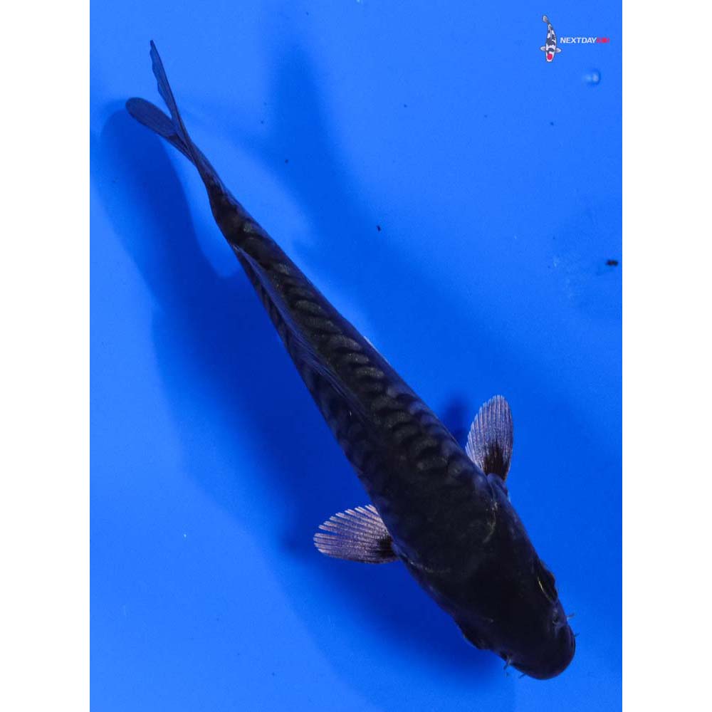 4” Imported Armor Scaled Soragoi