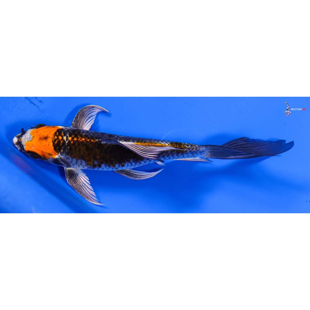 5” Imported Kujaku Butterfly Koi
