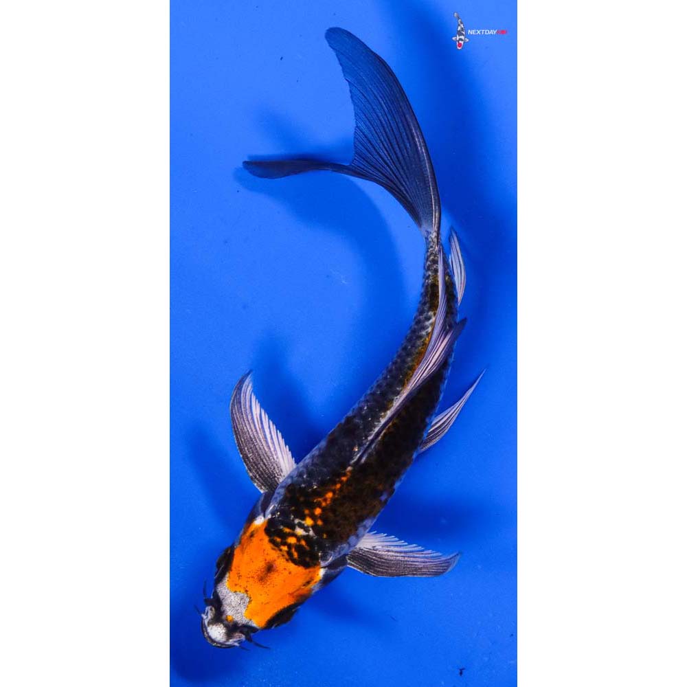 5” Imported Kujaku Butterfly Koi