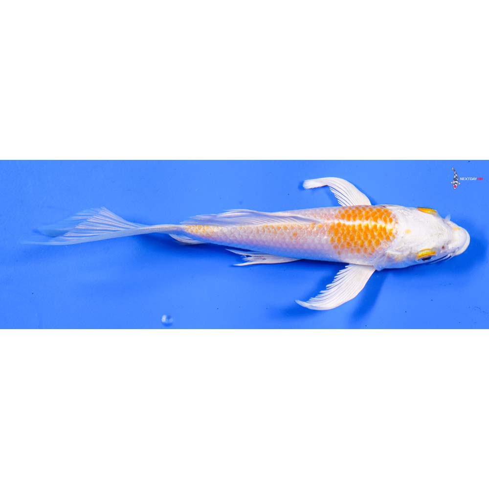 5” Imported Hariwake Butterfly Koi