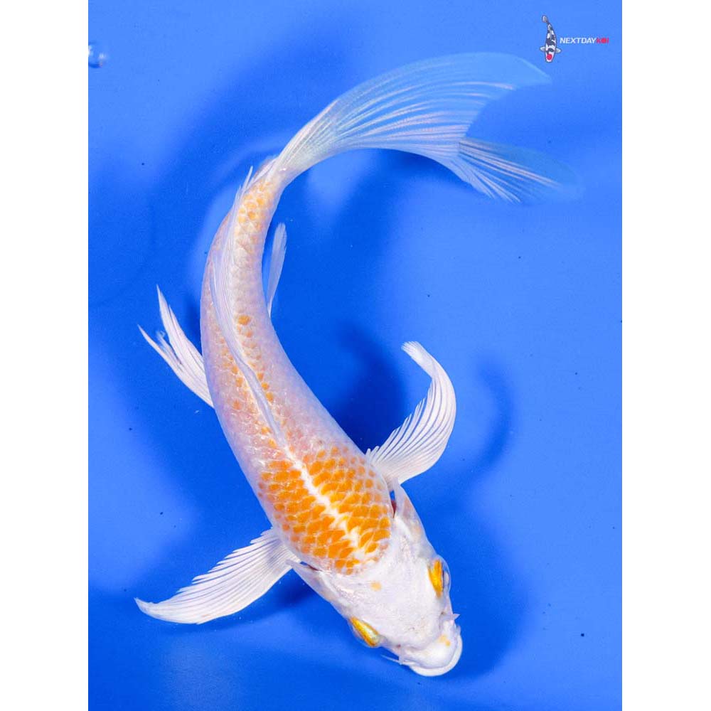 5” Imported Hariwake Butterfly Koi
