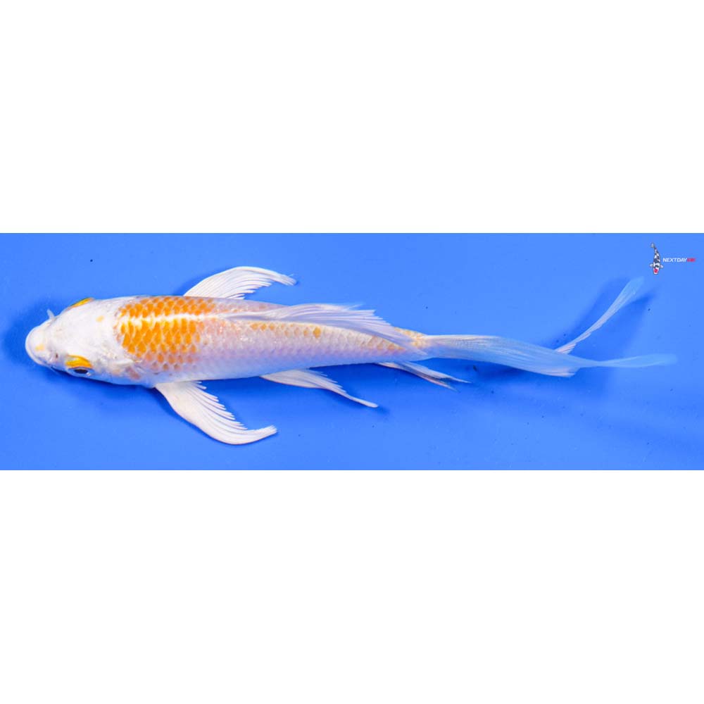 5” Imported Hariwake Butterfly Koi