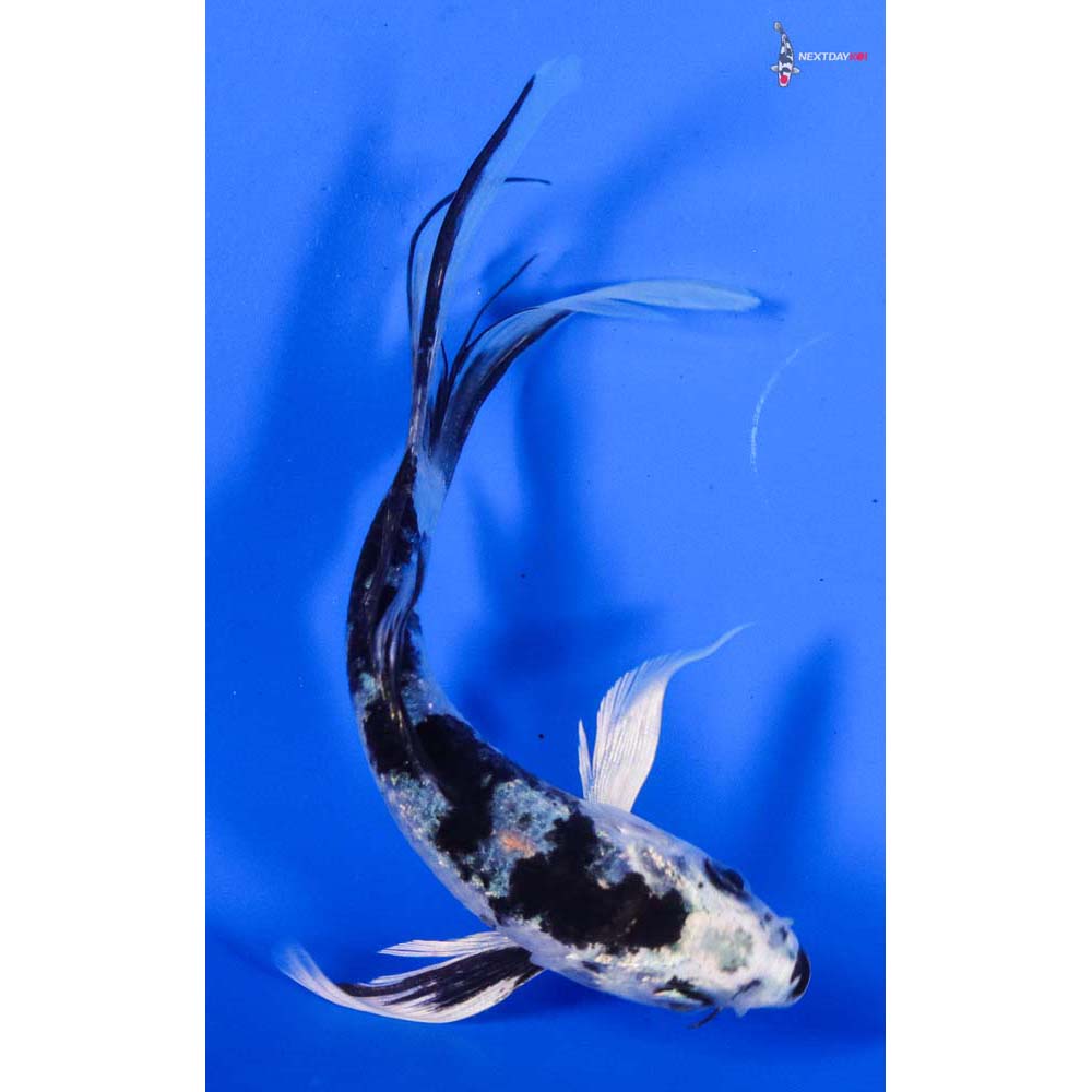 5” Imported Gin Shiro Bekko Butterfly Koi