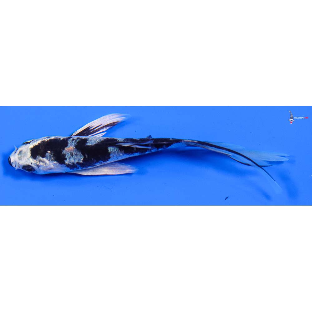 5” Imported Gin Shiro Bekko Butterfly Koi
